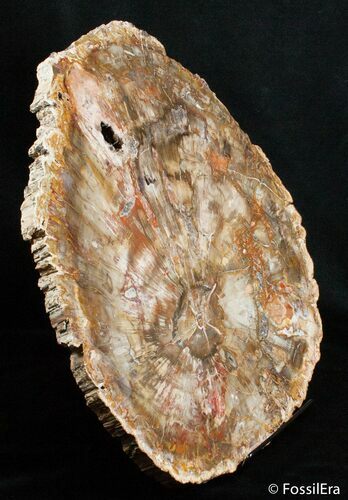 Large inch Petrified Wood Slab - Madagascar #2752